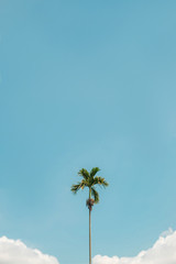 Solitary Palm Serenity Against a Blue Sky with Clouds