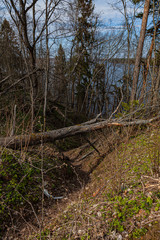 Ravine in the spring forest