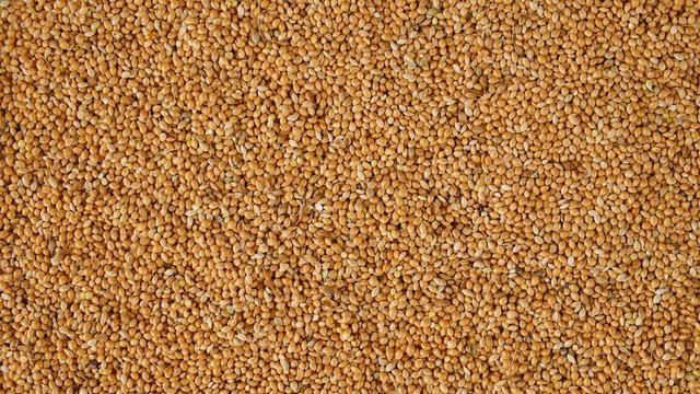 Millet on the table.