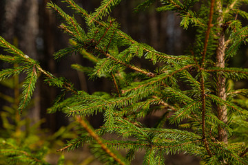 Branches of the young spruce