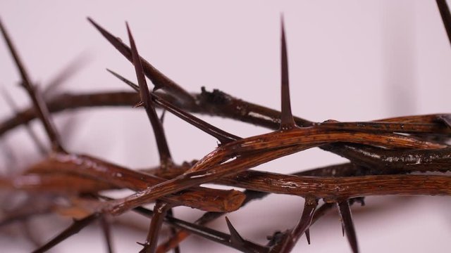 Close Up of Crown of Thorns Rotating