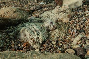 Fish swim in the Red Sea, colorful fish, Eilat Israel
