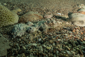 Fish swim in the Red Sea, colorful fish, Eilat Israel
