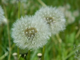 Dandelions on a sunny day in park