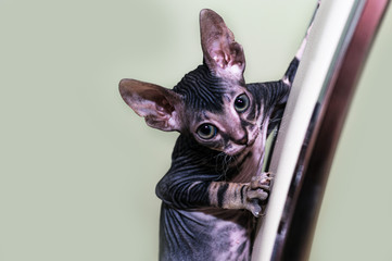 A small Sphinx kitten poses in front of the camera.A beautiful velour, wrinkled cat.