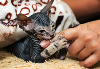A small Sphinx kitten poses in front of the camera.A beautiful velour, wrinkled cat.