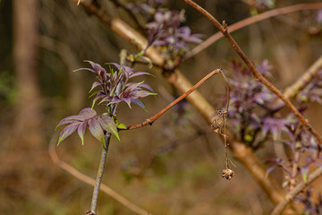 Young leaves in the spring forest