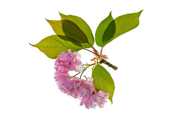 Sakura flower cherry blossom isolated on white background. Without shadows. Close-up of a delicate bright pink cherry blossom on white background. Pink cherry blossom (sakura flowers), isolated.
