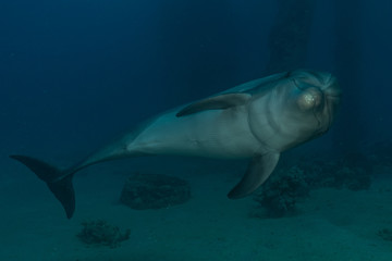 Dolphin swimming in the Red Sea, Eilat Israel
