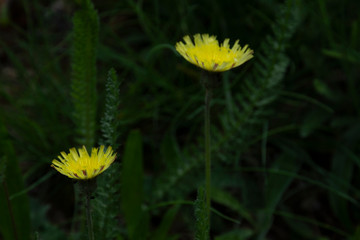 Two dandelions flowers in grass