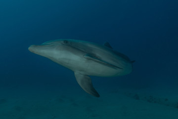 Fototapeta premium Dolphin swimming in the Red Sea, Eilat Israel 