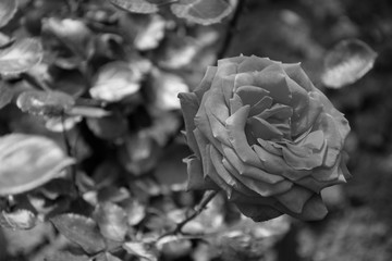 Rose in the garden black and white
