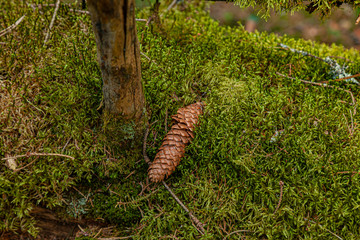 Moss on a fallen tree