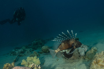 Lion fish in the Red Sea colorful fish, Eilat Israel

