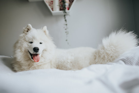 Samoyed