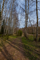 The road in the spring forest