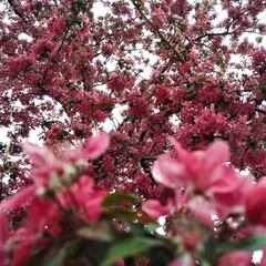 pink cherry blossom
