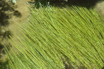 Wasserpflanzen in der Strömung