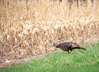 Eastern wild turkey female, walking next to a cornfield in Wausau, Wisconsin