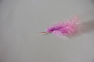 Pink feather on white background