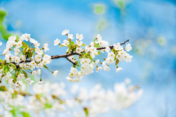 Spring background.  Blossom trees on blue sky background.