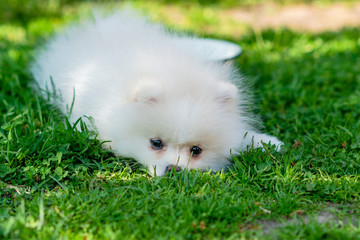 Little white Spitz puppy lies in green grass