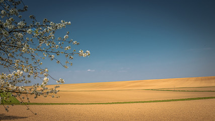 Dry field with flowering tree and blue sky