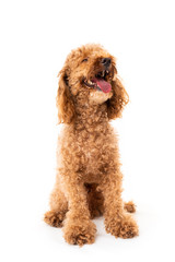 Red poodle isolated on white background