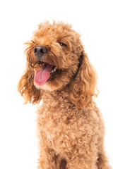 Red poodle isolated on white background