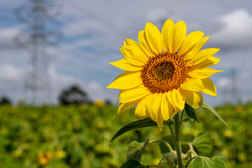 isolated sunflower in the field, with blurred background and space for text.