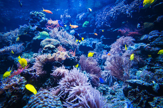 Coral reef and fish underwater photo. Underwater world scene.