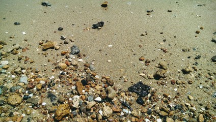 sea shells on beach