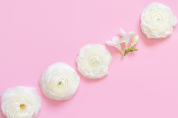 Fototapeta na wymiar Cream ranunculus flowers on a light pink background
