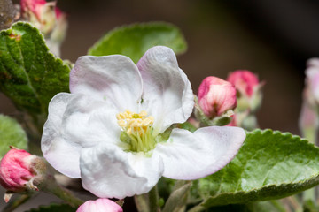 Fototapeta na wymiar Fruit tree flowers