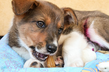 portrait of a little puppy gnawing a bone