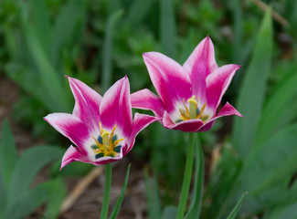 Obraz premium pink flower nature