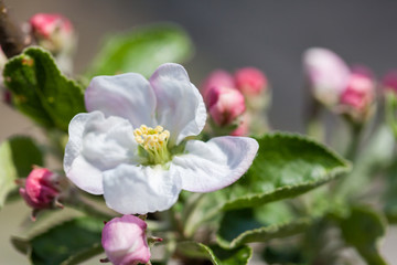 Fototapeta na wymiar Flowering apple tree