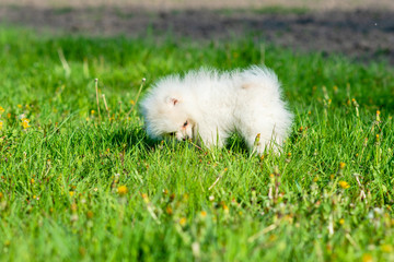 Little white Spitz puppy stands in green grass