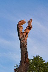 A dead tree against a blue sky background