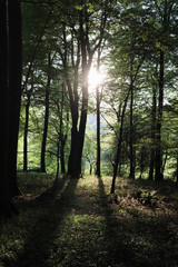 Setting sun through some woodland trees