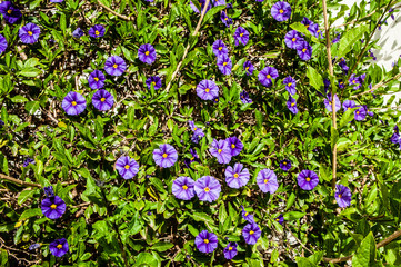 In the spring gardens of Cyprus, flowering trees and ornamental shrubs contrast with lemon, grapefruit and orange trees hung with ripe fruit.       