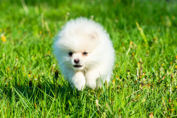 Little white Spitz puppy stands in green grass