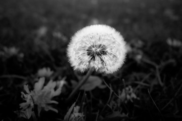 Dandelion Clock in a Meadow. Black and White