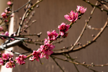 In the spring gardens of Cyprus, flowering trees and ornamental shrubs contrast with lemon, grapefruit and orange trees hung with ripe fruit.       