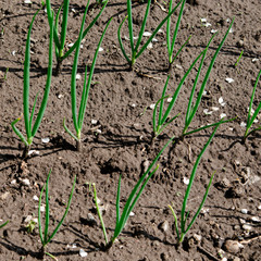 A young green onion grows on a garden in an open-air garden. Garden works