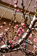In the spring gardens of Cyprus, flowering trees and ornamental shrubs contrast with lemon, grapefruit and orange trees hung with ripe fruit.       