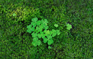 clover leaves and green moss nature background. three-leaves shamrocks, St.Patrick`s day holiday symbol. template for design. copy space.