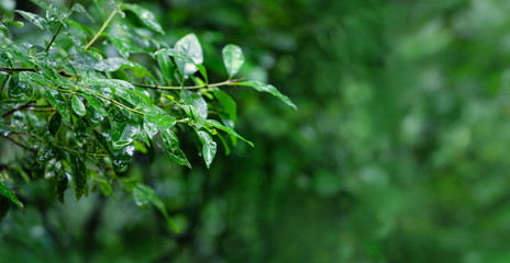 nature forest Background with wet tree leaves. green leaves in rainy day. copy space.