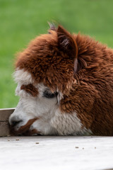 Brown fur hair Alpaca in a green meadow. eats chunks. Selective focus on the head of the alpaca, photo of head