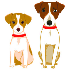 Jack Russell Terrier Dog and puppy stock vector illustration isolated on white background